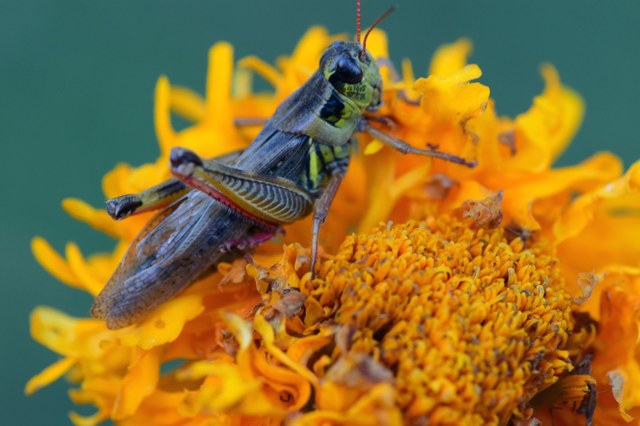 Grasshopper on Flower