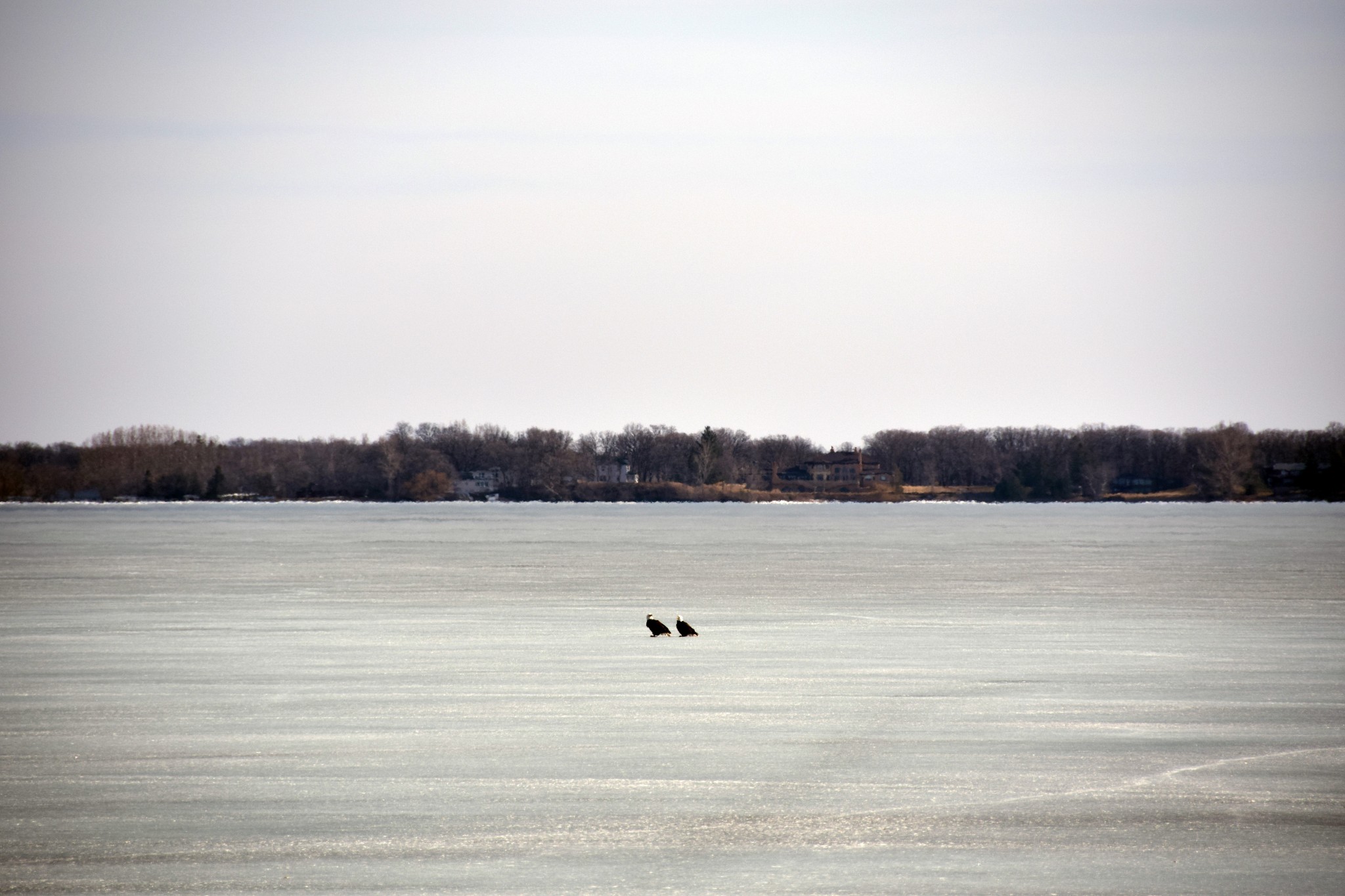 Bald Eagles