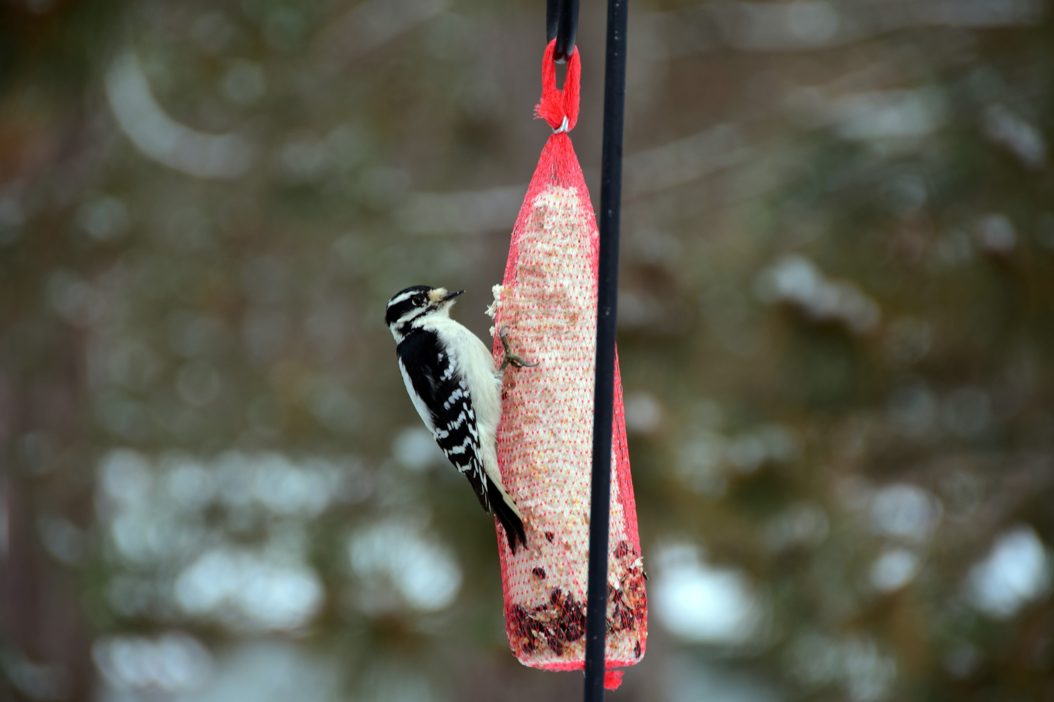 Downy Woodpecker