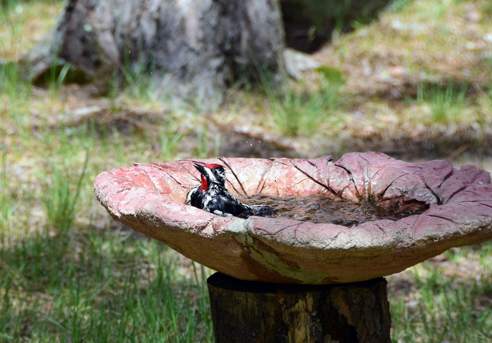 Yellow-bellied Sapsucker