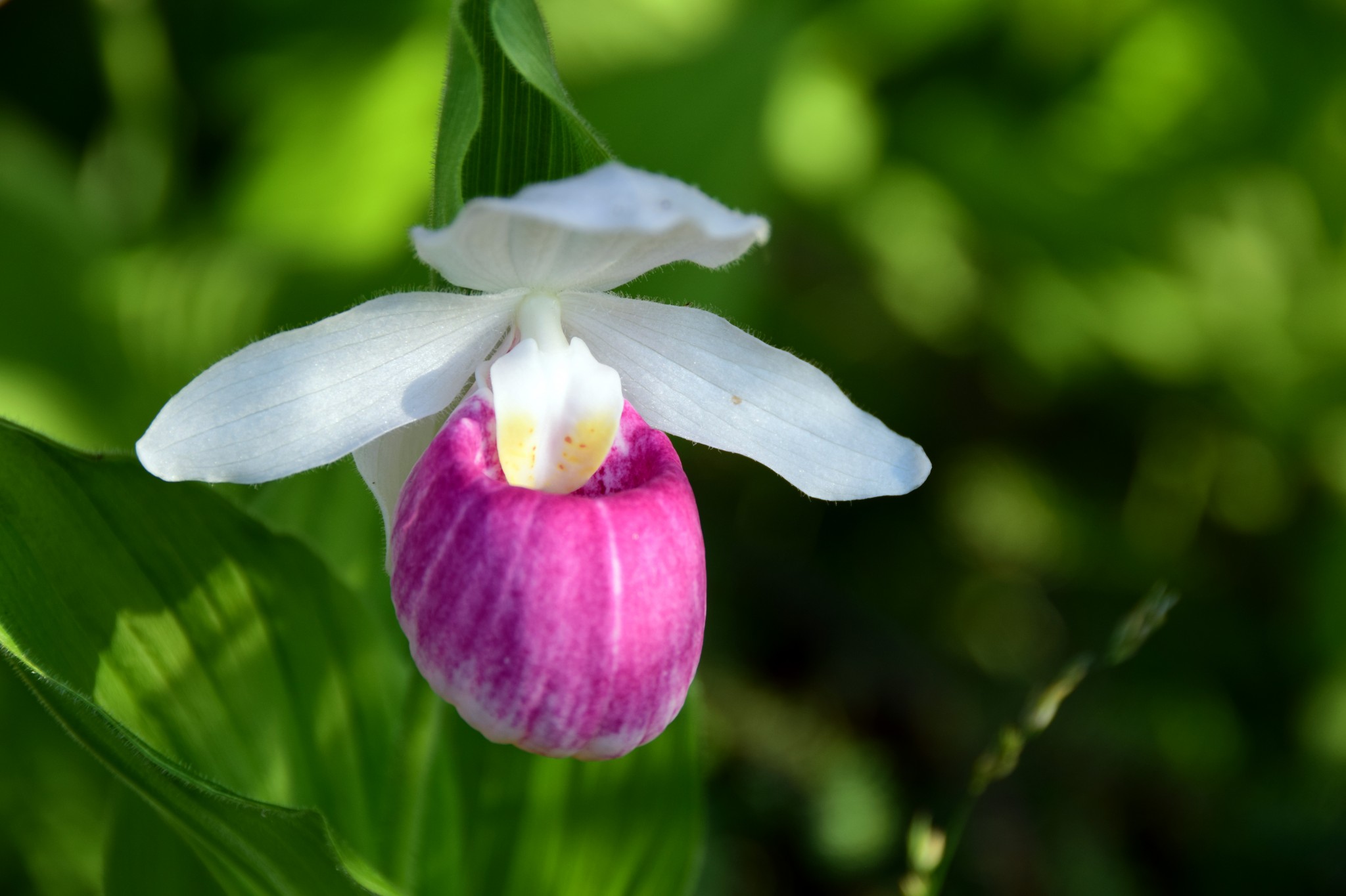 Lady Slipper